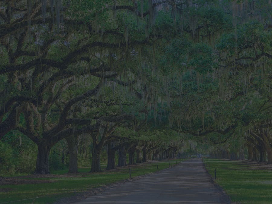 Live oak trees on a plantation in Charleston makes a perfect wedding venue