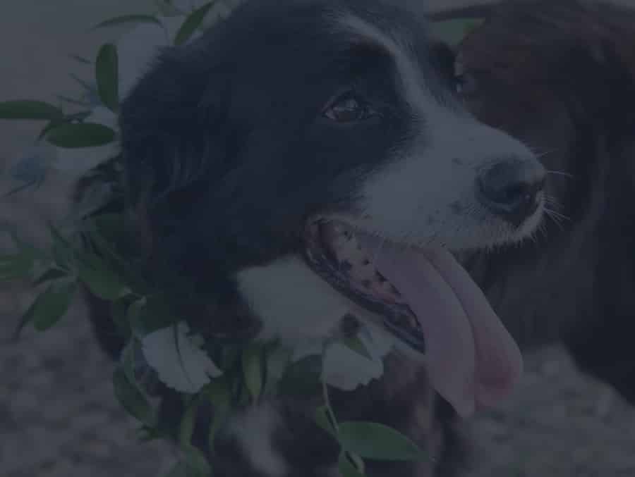 A man's best friend ready for the wedding